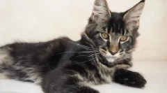 5 Znaków, dla których można odróżnić ten maine coon z mix